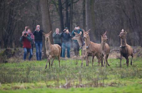 Edelherten in Het Groene Woud