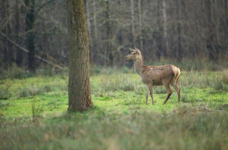 Terugkeer edelherten in Brabant