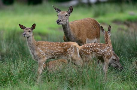 Hinde met edelhertkalfjes. Foto: Shutterstock