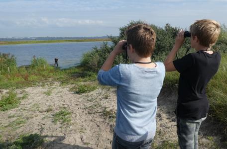 Veldles langs het Haringvliet