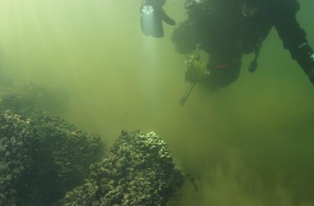 Quaggamossels duiker (foto: Roel van der Mast)
