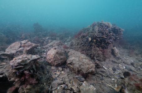 Schelpdierbank Voordelta, foto: Onderwaterbeelden