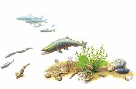 Vissen in het Haringvliet