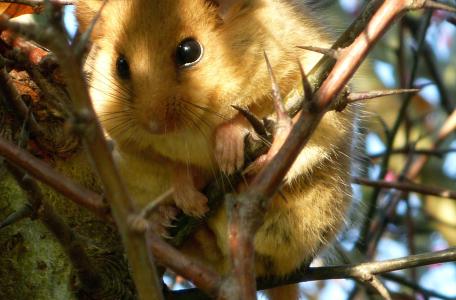 Hazelmuis
