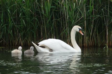 Zwaan met jongen op het riviertje de Koedood