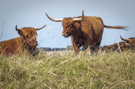 Schotse Hooglanders brengen de Kleine Willemswaard tot leven. Foto: Jan van den Berg