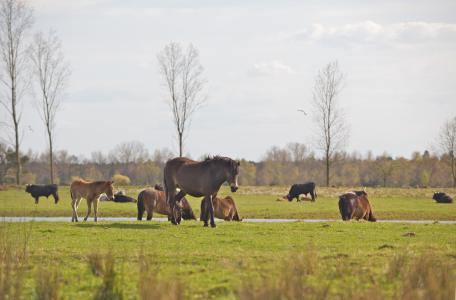Exmoors en taurossen op de Loozerheide