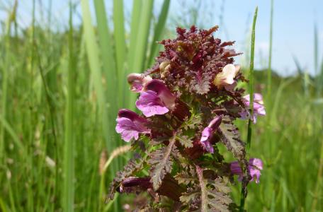 Moeraskartelblad