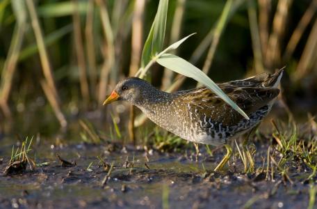 Porseleinhoen. Foto: Luc Hoogenstein, Saxifraga