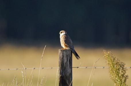 Roodpootvalk, foto: Theo van der Heijden