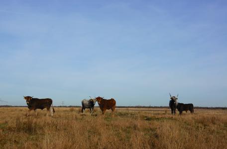 Taurossen Loozerheide