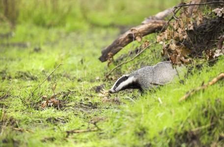 Das, foto: Bob Luijks