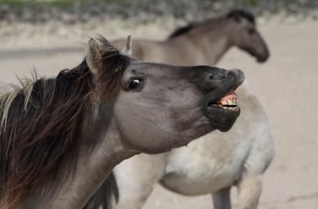 Konik