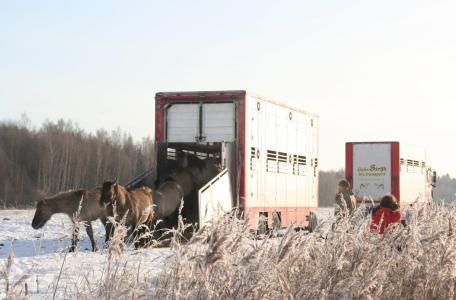 Konikpaarden Letland