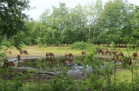 Exmoor pony’s bij een opdrogende poel. De beheerder houdt de conditie van de kuddes en de beschikbaarheid van water en voedsel in de gaten.