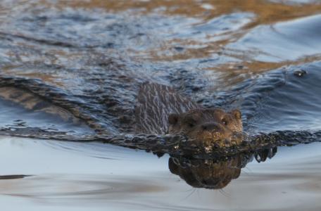 Zwemmende otter, foto: Hugh Jansman