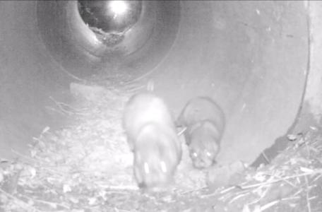 Jonge otter met moeder in de Gelderse Poort
