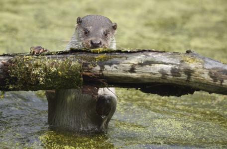 Otter. Foto: Ronald Pol