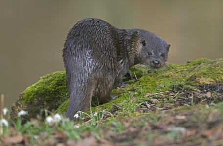 Otter. Foto: Roger Tidman, Nature in Stock