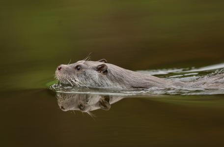 Otter. Foto: PhotocechCZ