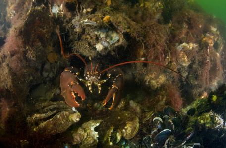 Schelpdierbanken. Foto: Cor Kuyvenhoven