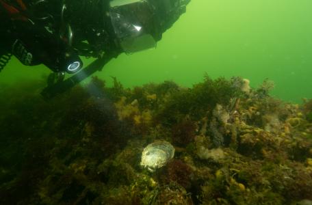 Platte oester (Ester van den Doel/Duikeninbeeld)