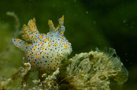 Gestippelde mosdierslak (Sanne Ploegaert)