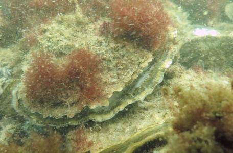 Platte oester, foto: Wouter Lengkeek, Bureau Waardenburg