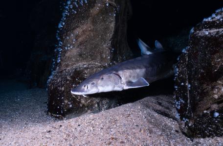 Zeldzame Europese steur. Foto: Peter van Rodijnen
