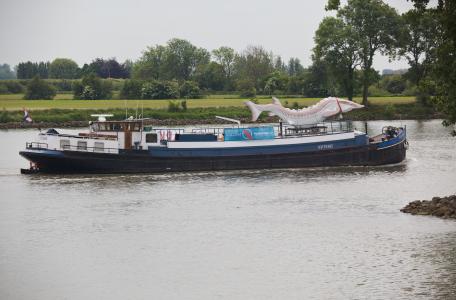 Aandacht voor de steur op World Fish Migration Day