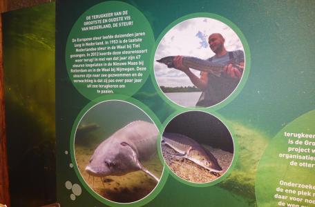 Tentoonstelling Waal Onder