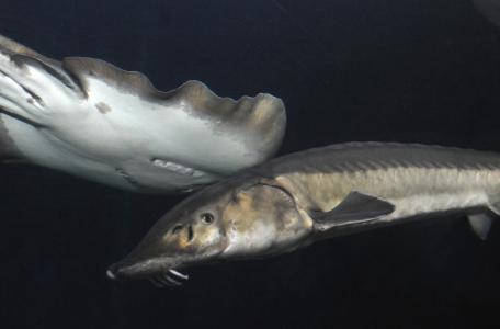 Europese steur in het Oceanium in Blijdorp. Foto: Rob Doolaard