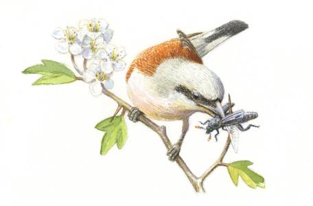 Grauwe Klauwier. Tekening: Jeroen Helmer