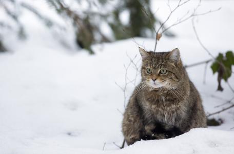 Wilde kat Foto Bob Luijks