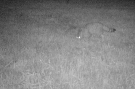 Wilde Kat Zuid-Limburg