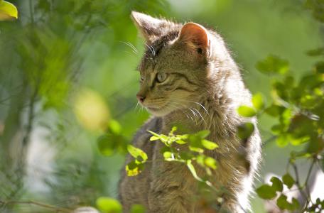 Jonge wilde kat