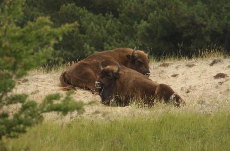 Kraansvlak wisent
