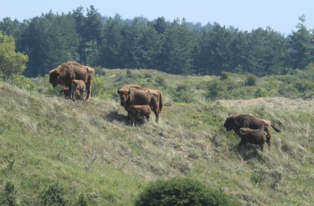Kraansvlak wisent