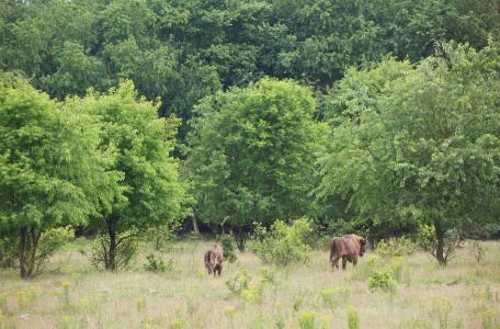 Wisentgebied op de Veluwe