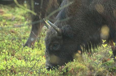 Wisent eet bosbes