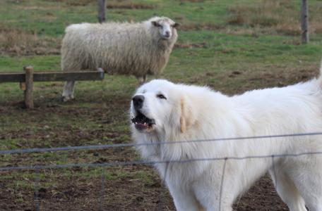 Deze kuddewaakhond in Nijverdal laat alvast weten dat zijn schapen goed beschermd zijn.