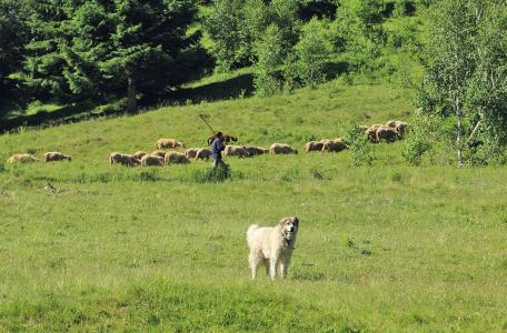 Schaapskudde met herder en kuddewaakhond in Roemenië.
