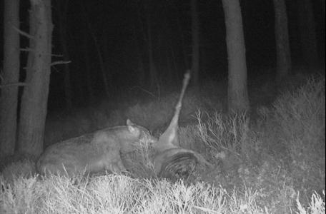 Wolf eet van prooi. Aaseters profiteren van de wolf als aasleverancier.