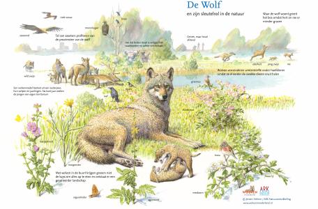 Sleutelrol van de wolf in de natuur