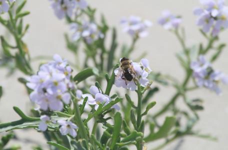 Zeeraket en blinde blij op de Zandmotor