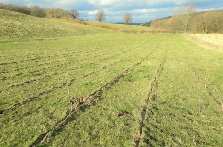 De vers aangeplante bomen en struiken zullen snel uitgroeien tot mooie hagen (foto Hettie Meertens)