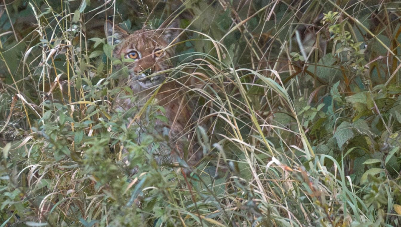 Een wilde lynx in Europa ©Jillis Roos